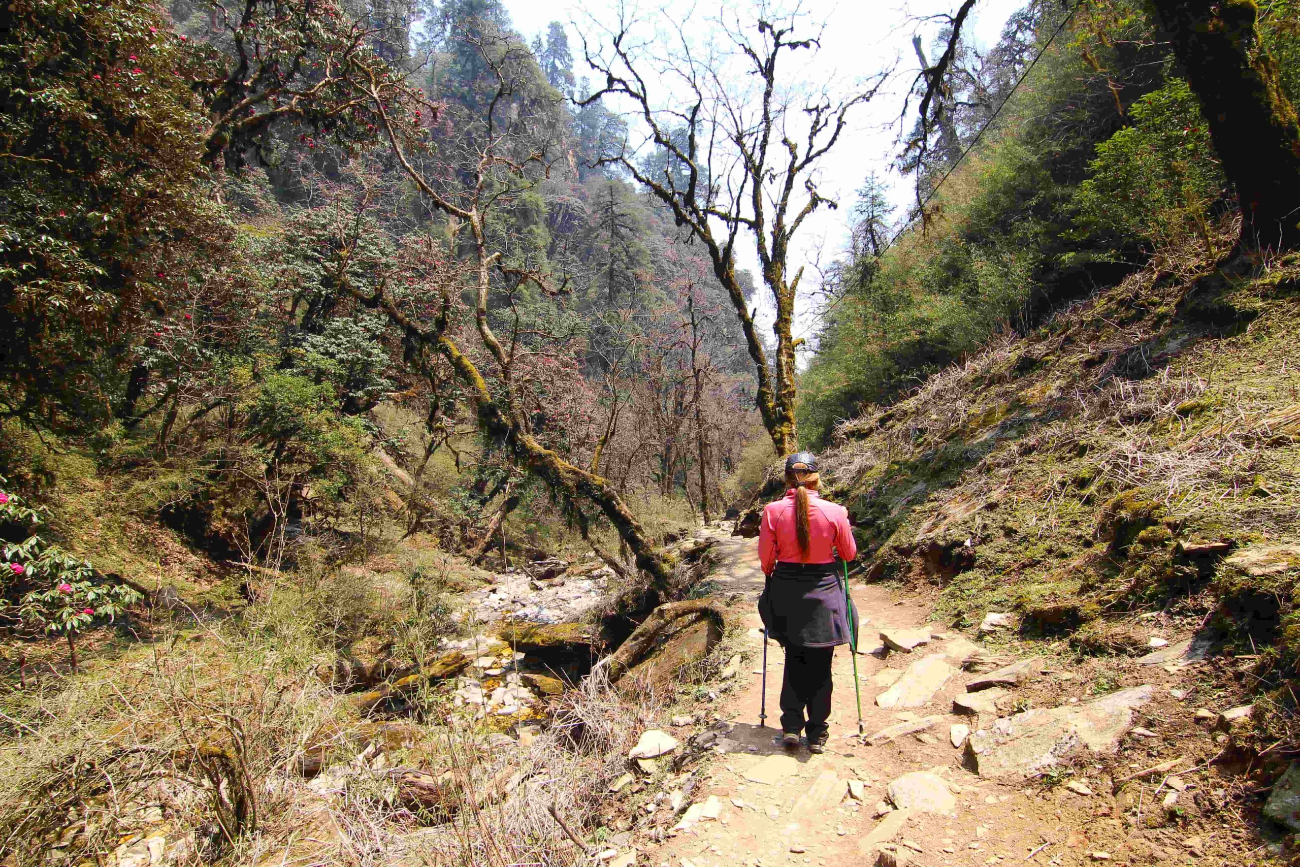 Shivapuri Forest, Bagdwar hiking